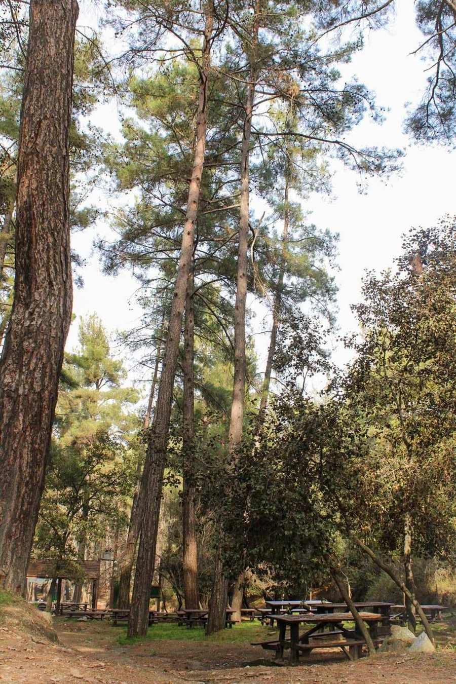 Wandern im Troodos-Gebirge – Natur und Gesundheit auf Zypern